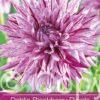 Dahlia Blackberry Ripple