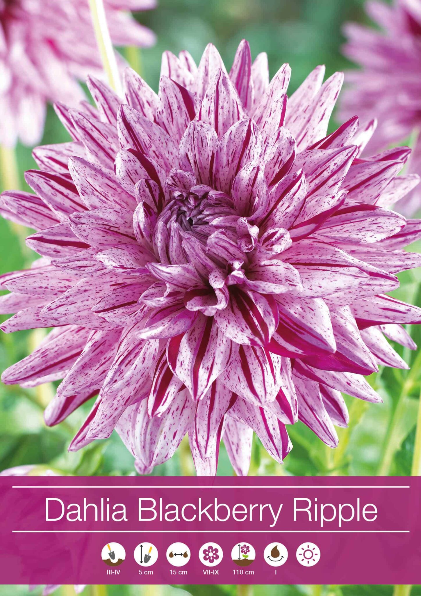 Dahlia Blackberry Ripple