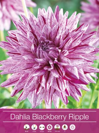 Dahlia Blackberry Ripple