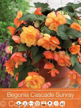Begonia Cascade Sunray
