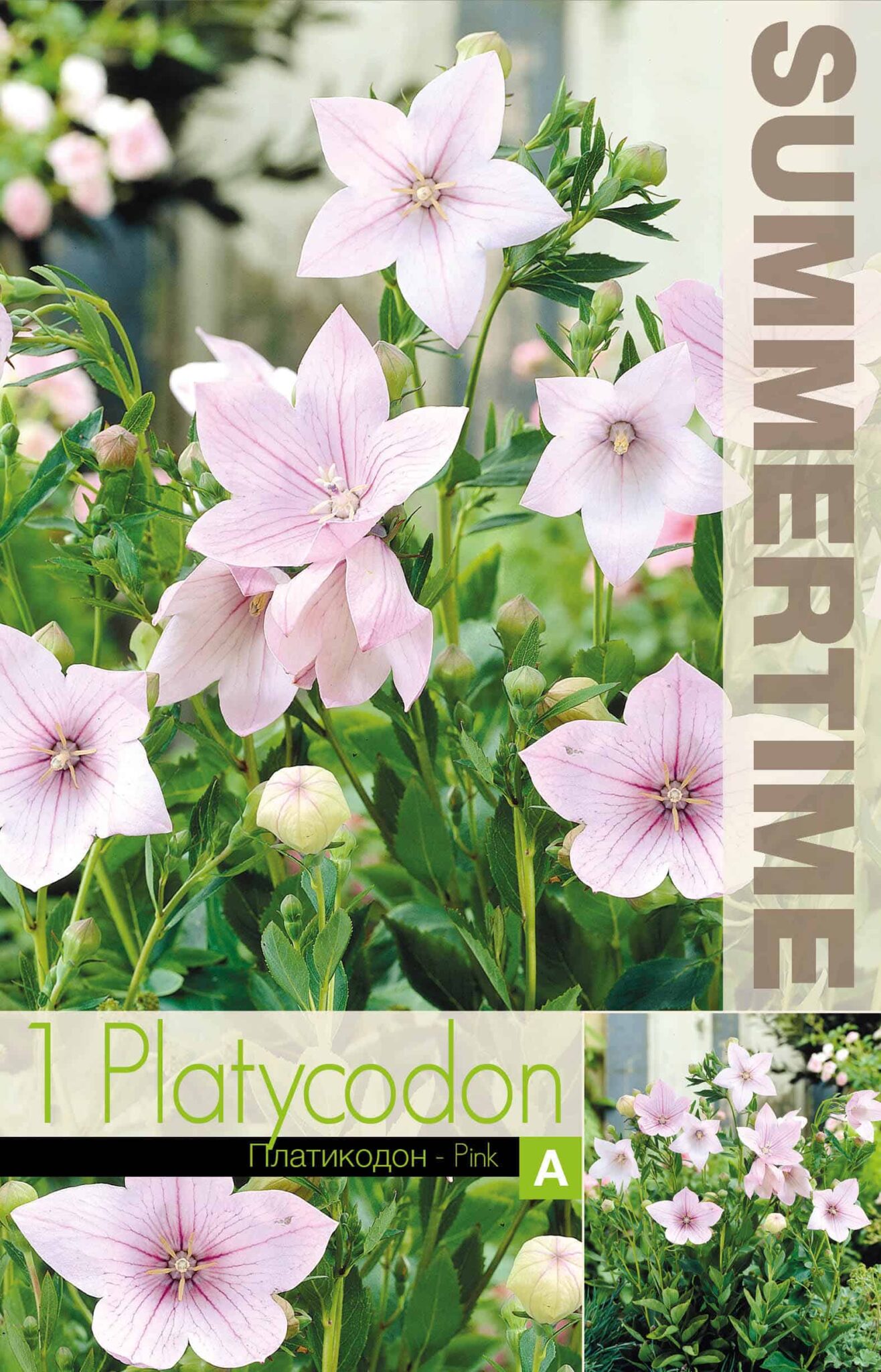 Platycodon Pink