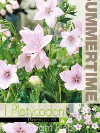 Platycodon Pink