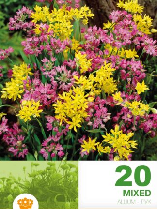 Allium Mixed