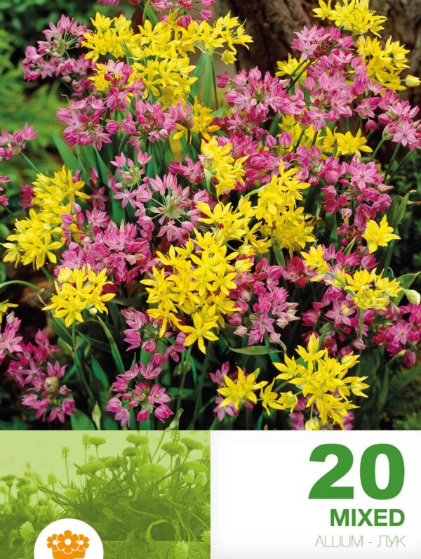 Allium Mixed