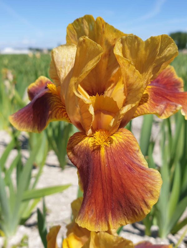 Iris Hissy Fit