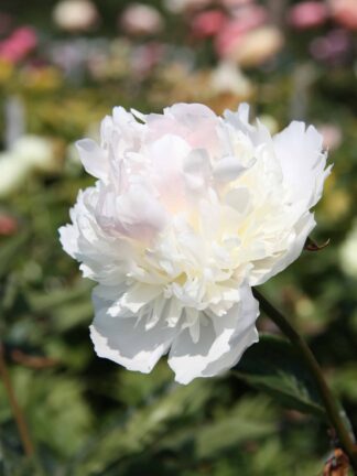 Paeonia Mister Ed - bag
