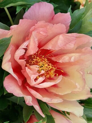 Paeonia Copper Kettle - bag