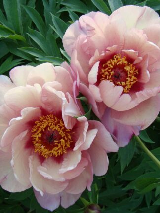 Paeonia Berry Berry Fine