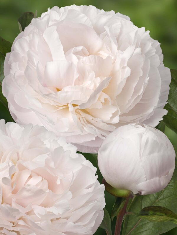 Paeonia Carl G. Klehm - case