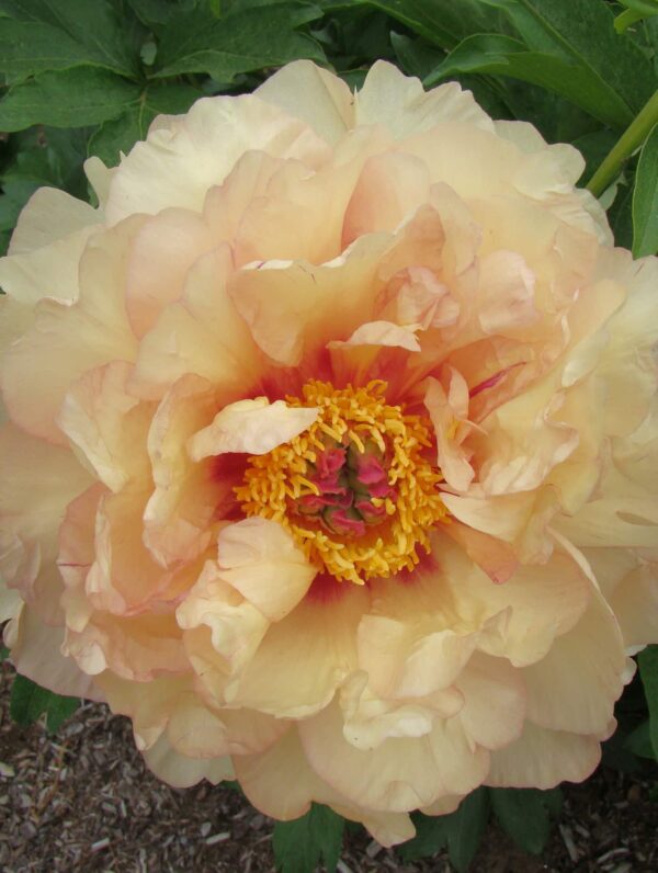 Paeonia Magical Mystery Ride - bag