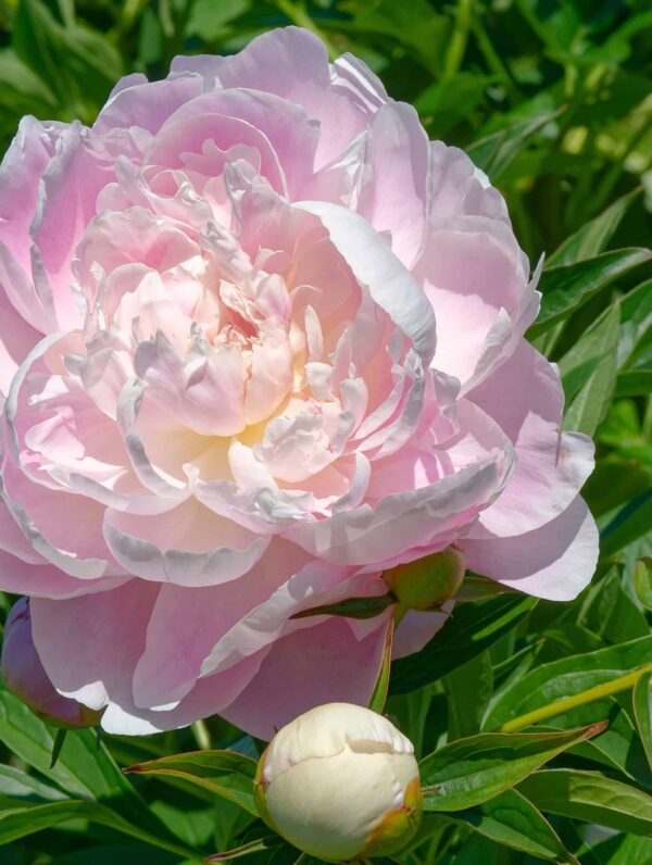 Paeonia Mrs. Franklin D. Roosevelt