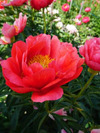 Paeonia Coral Magic