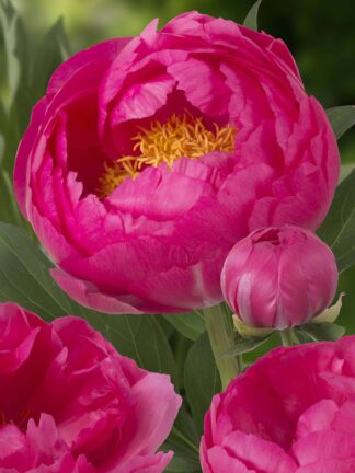 Paeonia Cytherea