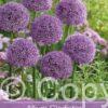Allium Gladiator