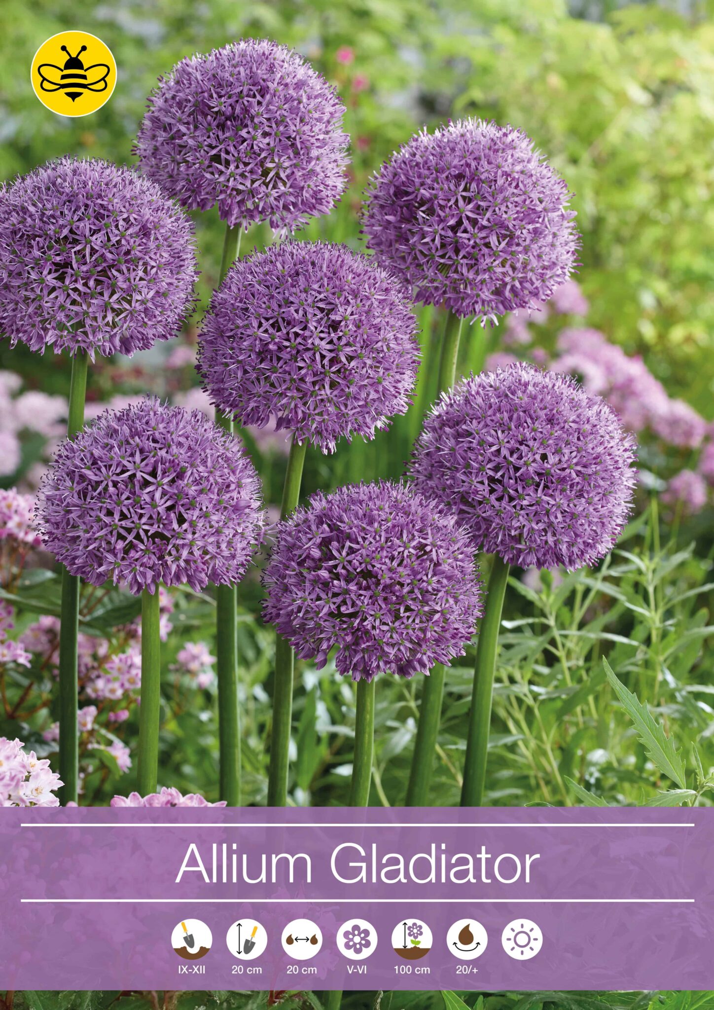 Allium Gladiator