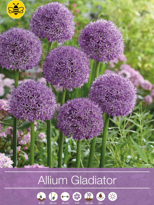 Allium Gladiator