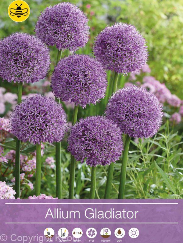 Allium Gladiator