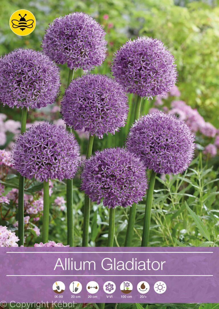 Allium Gladiator