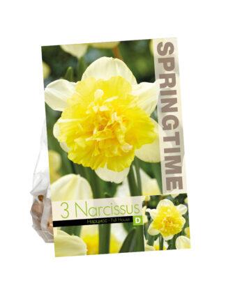 Narcissus Full House