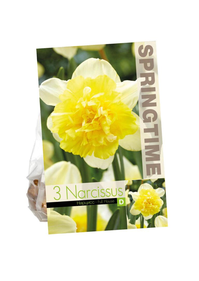 Narcissus Full House