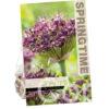 Allium Atropurpureum