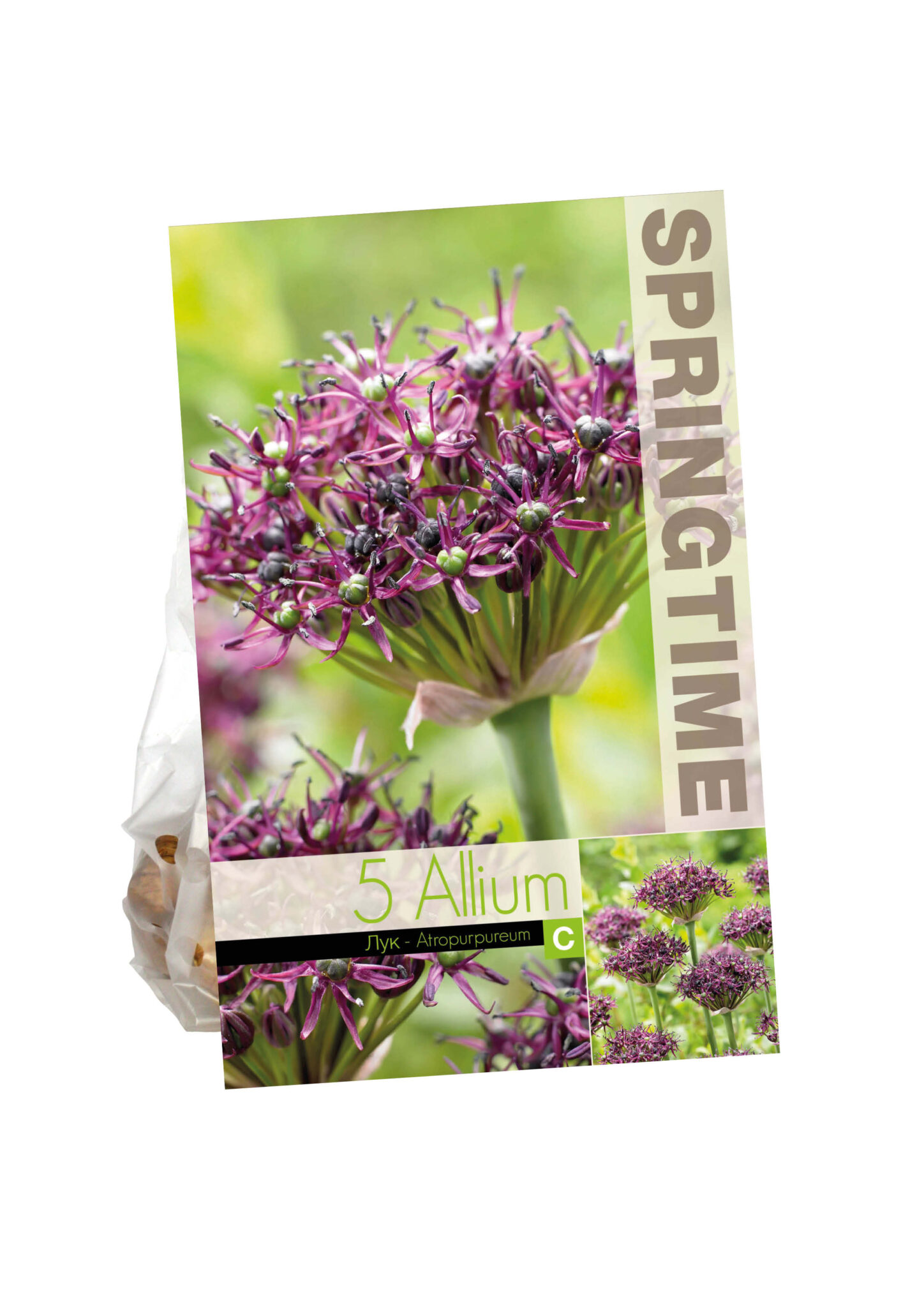 Allium Atropurpureum