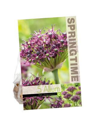 Allium Atropurpureum