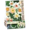 Narcissus Pink Mixed