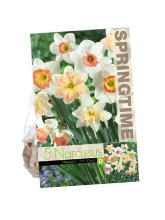 Narcissus Pink Mixed