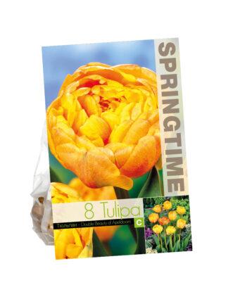 Tulipa Double Beauty of Apeldoorn