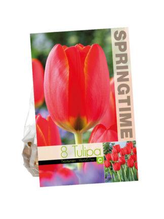 Tulipa World's Fire