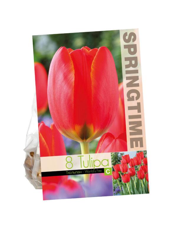 Tulipa World's Fire