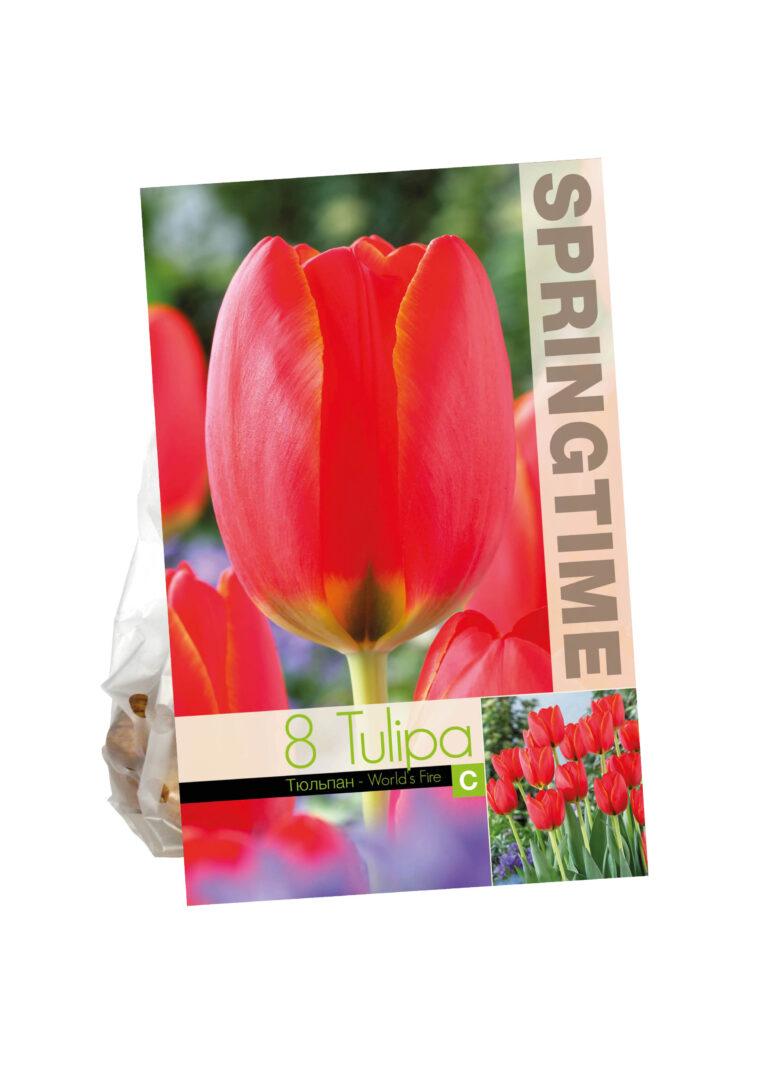 Tulipa World's Fire