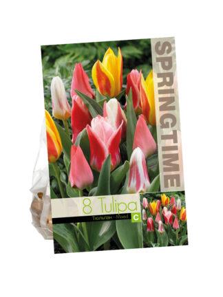 Tulipa Tulipa Botanical Mixed
