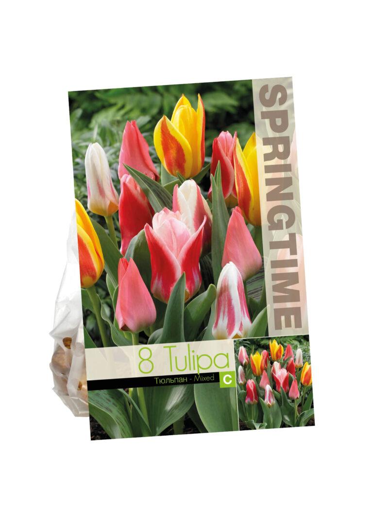 Tulipa Tulipa Botanical Mixed