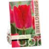 Tulipa Fostery King