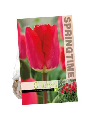 Tulipa Fostery King