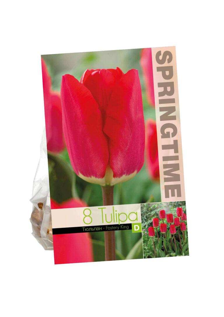 Tulipa Fostery King