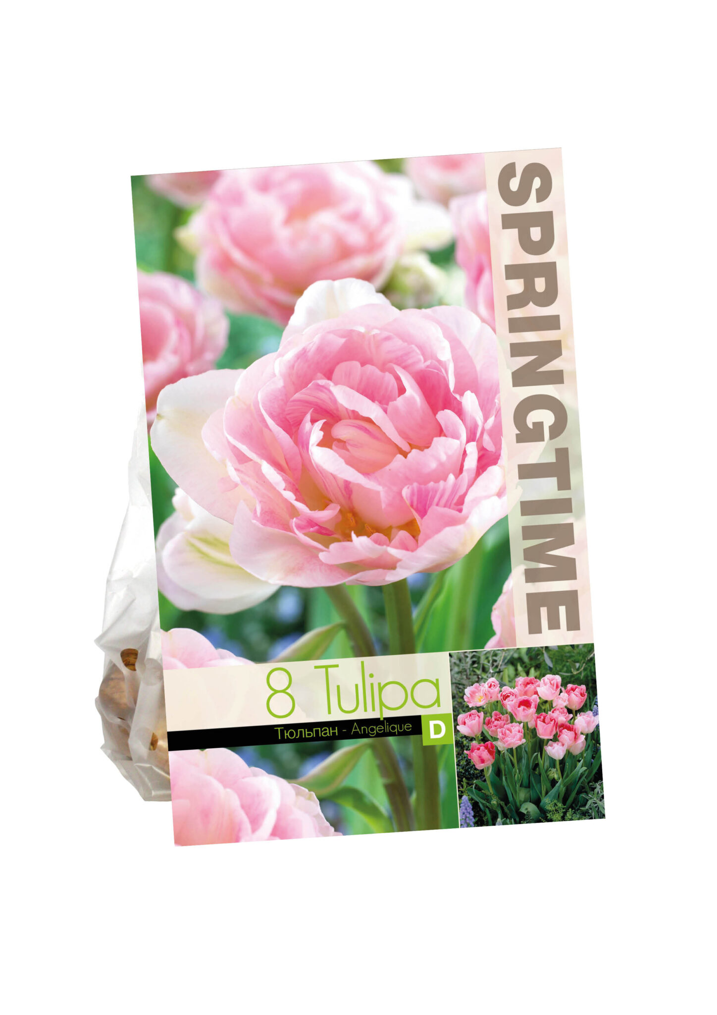 Tulipa Angelique
