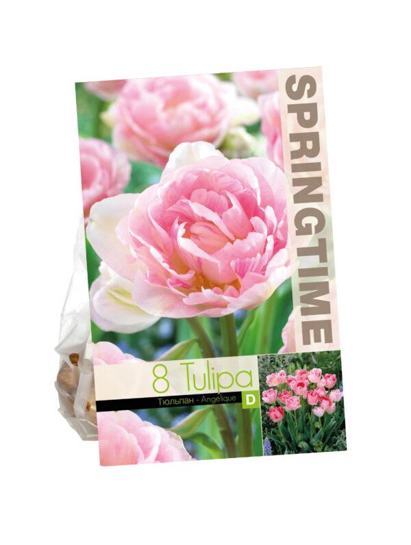 Tulipa Angelique