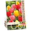Tulipa Darwin Hybrid Mixed