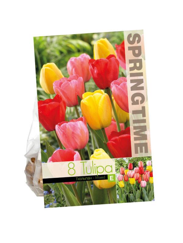 Tulipa Darwin Hybrid Mixed
