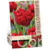 Tulipa Miranda