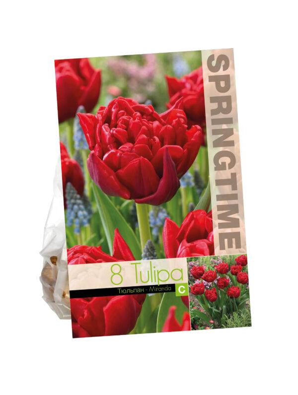 Tulipa Miranda
