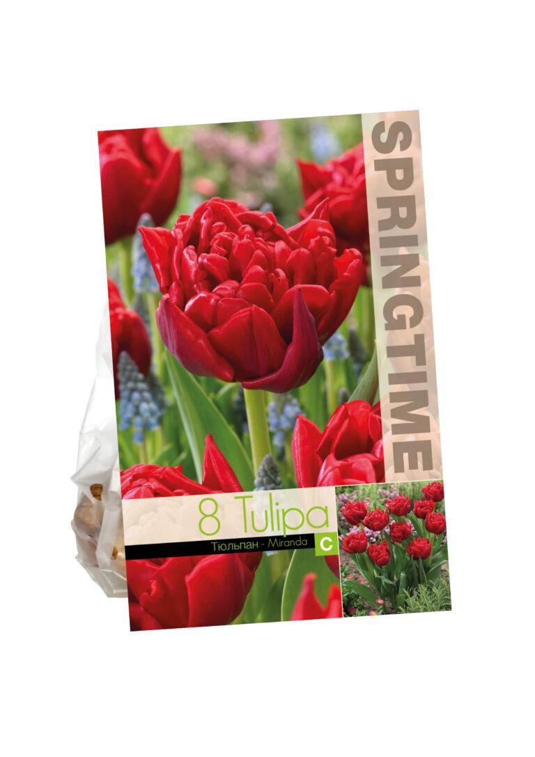 Tulipa Miranda