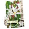 Chionodoxa Luciliae Alba