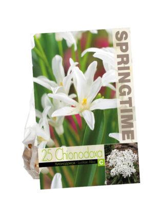 Chionodoxa Luciliae Alba