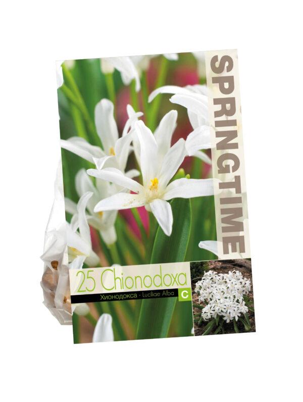 Chionodoxa Luciliae Alba