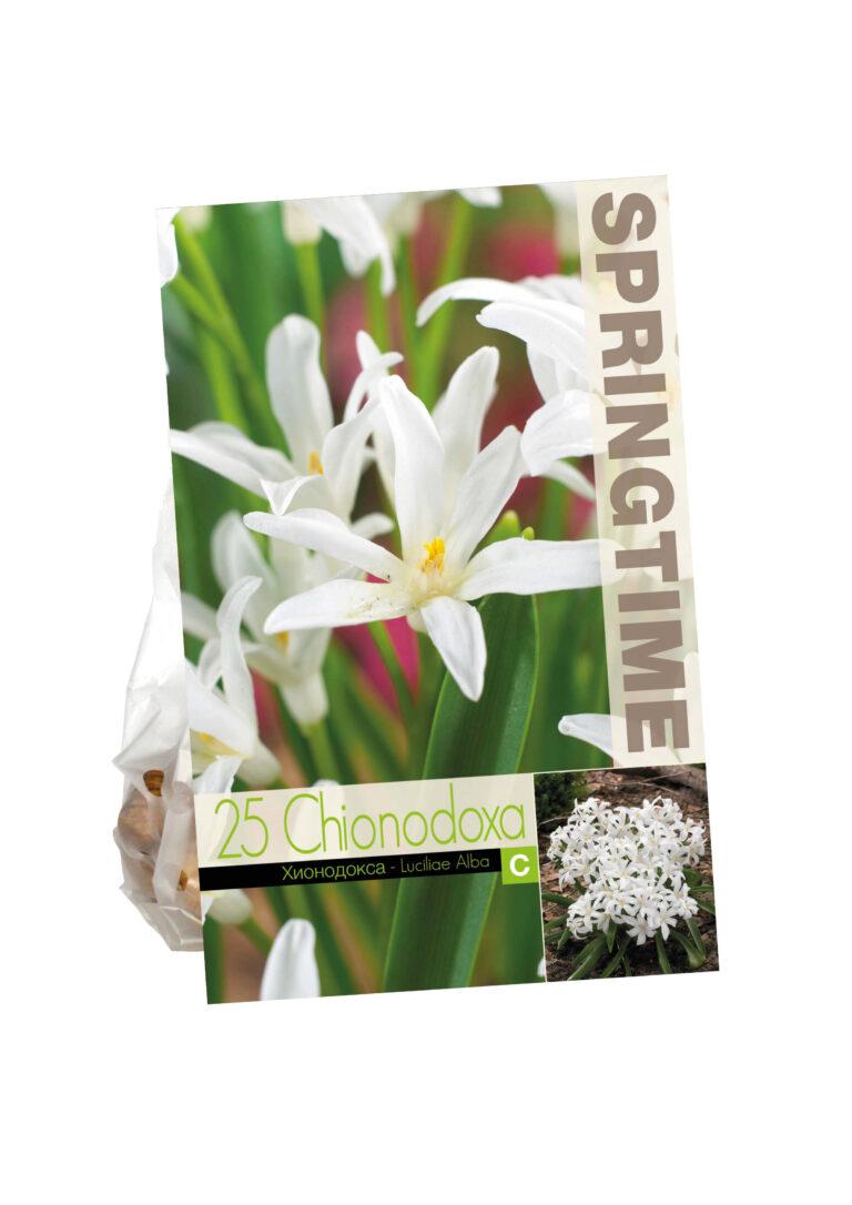 Chionodoxa Luciliae Alba