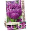 Tulipa Blue Diamond